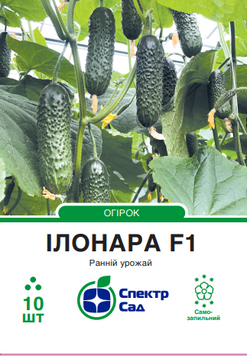 Огірок Ілонара F1 10 шт, СС 2354 фото