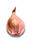 Цибуля сіянка