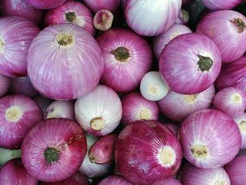 Цибуля тиканка Россана рожева, середня, TOP Onion 15377 фото