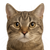 Коти