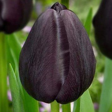 Тюльпан тріумф Black Bean 12+ чорний 10103 фото