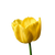 Цибулинні