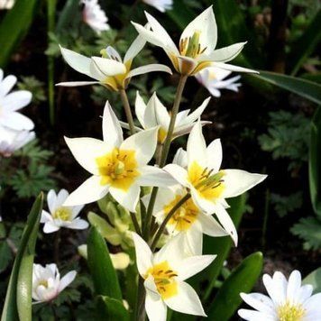 Тюльпан ботанічний Turkestanica 5/+ 10014 фото