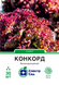Салат лолло росса Конкорд 30 шт, СС 3177 фото 1